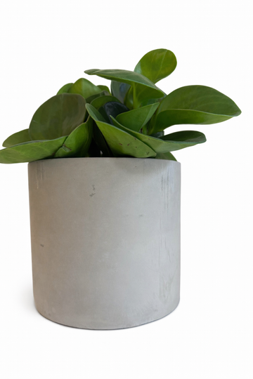 Crassula Ovata Hobbit