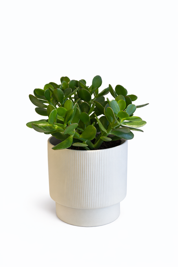 Crassula Ovata Gollum