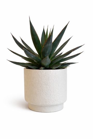 Agave Hybride