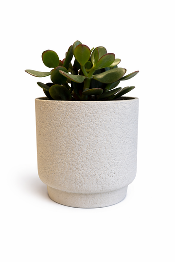 Crassula Ovata Hobbit