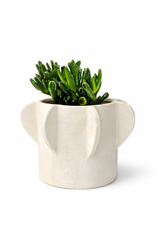 Crassula Ovata + Vase Molly